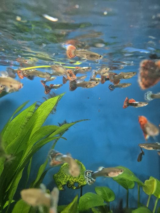 Gupik taiger / cobra red Kraków (Swoszowice)