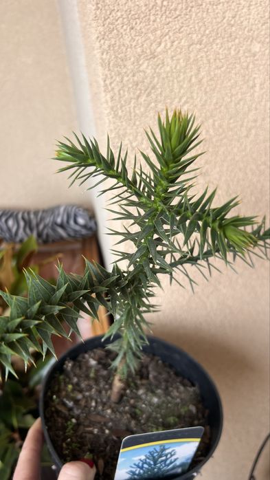 Araukaria Małpie drzewo 30cm