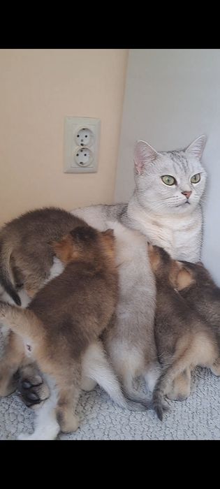 Кошенята, британські котята, золота та срібна шиншила
