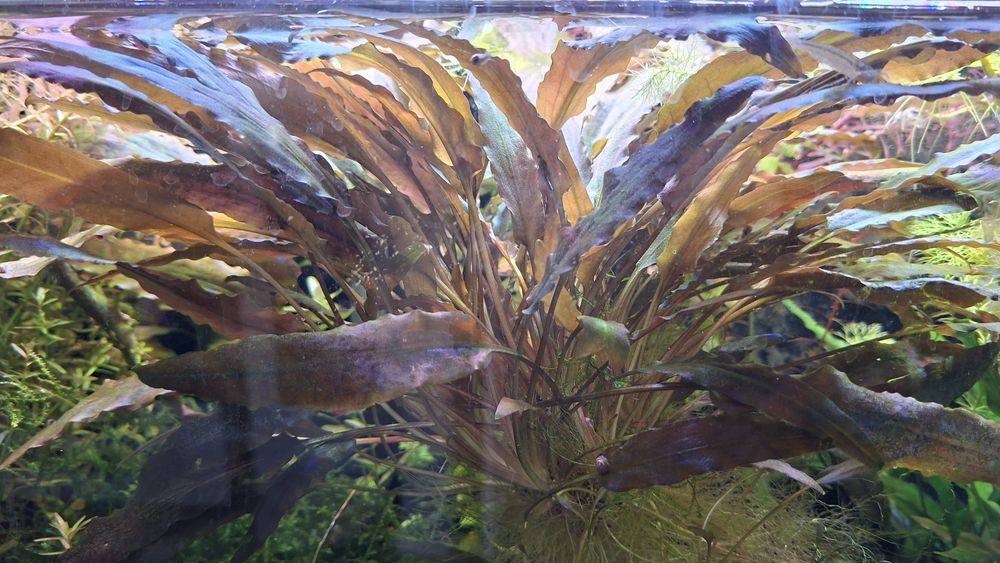 Planta de aquario - Cryptocoryne wendtii 'Brown