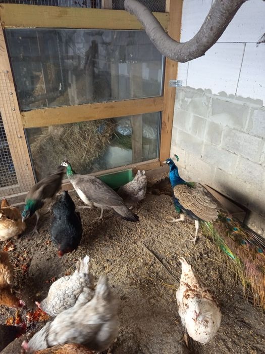 Є фазани 2025 року