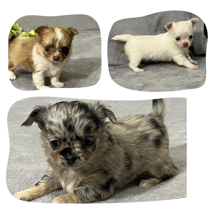 Дівчата чіхуахуа