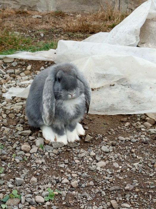 Продам двох самців породи французький баран
