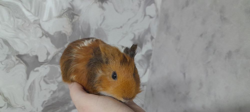 Дві морські свинки