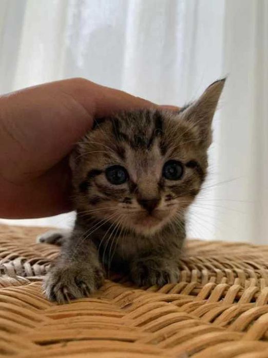 gatinho adoção responsável gato cinza