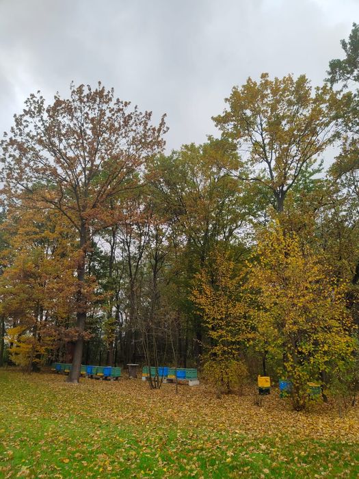 Prawdziwy miód spadziowy ze spadzi iglastej (jodłowej) 1,2kg