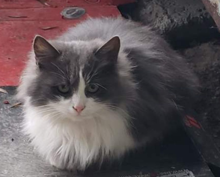 Кошенята в добрі,люблячі руки