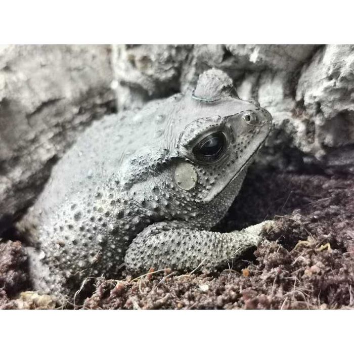 Duttaphrynus melanostictus – ropucha azjatycka