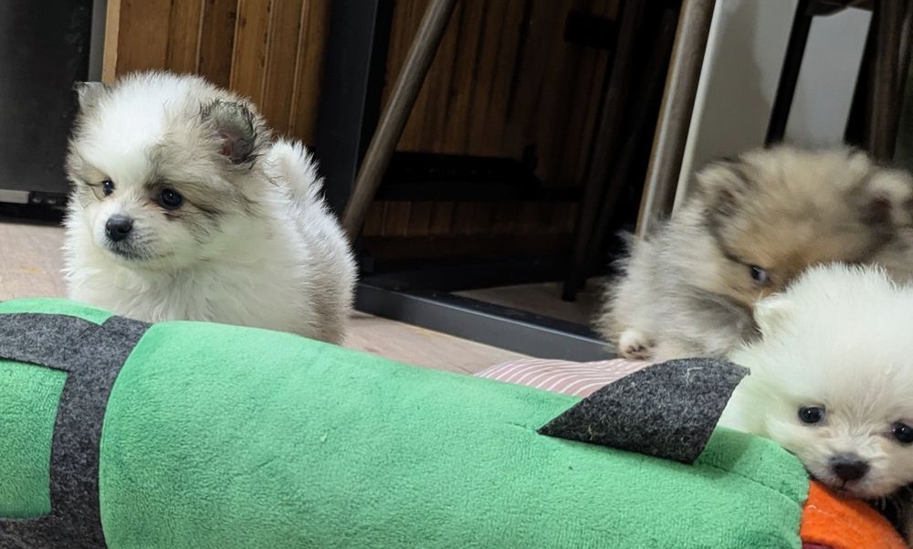 Дівчинка паті колор