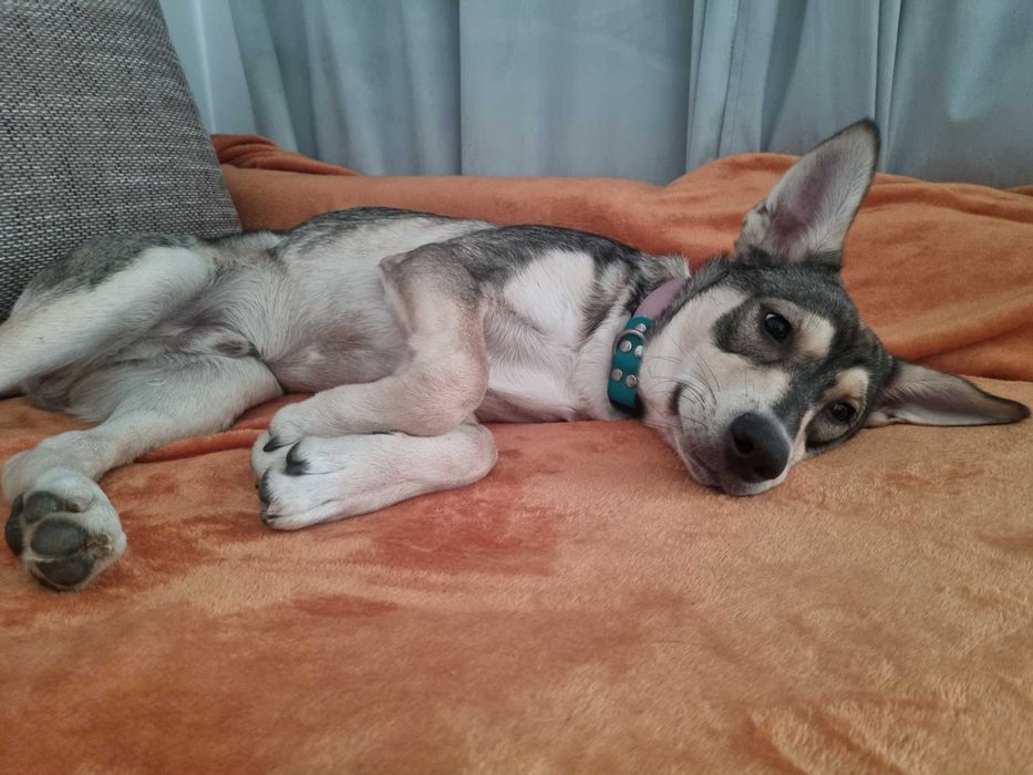 Półroczny Silver poleca się do adopcji