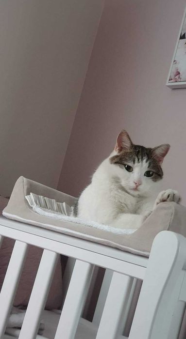 Zaginął kotek Franek, nagroda dla znalazcy