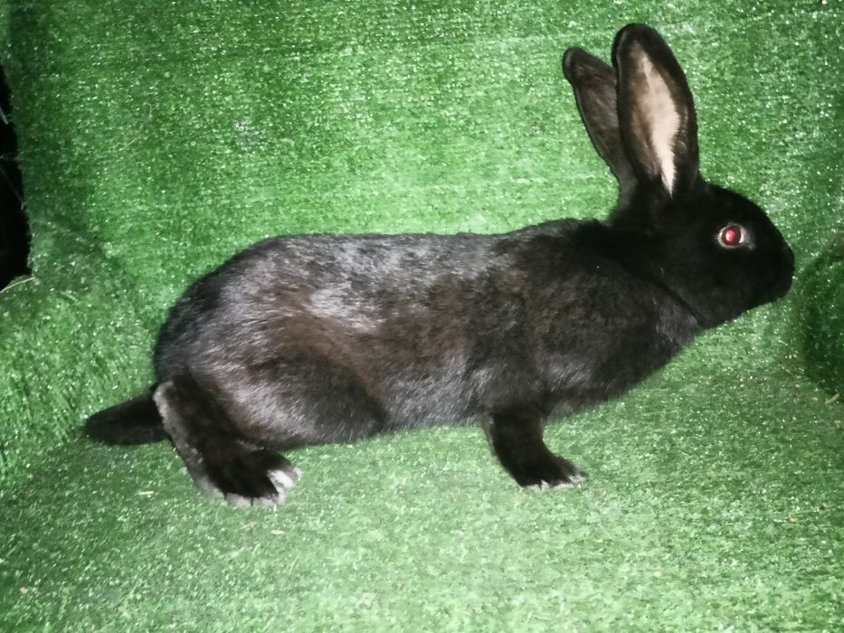 Sprzedam króliki srokacze.