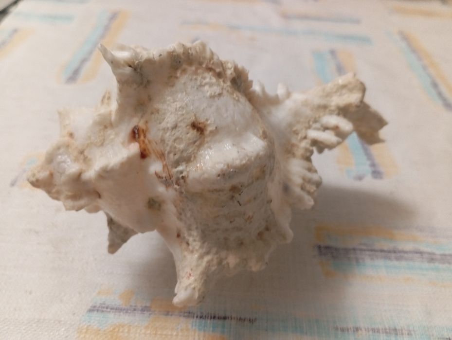 Duża muszla rozkolca (Murex ramosus, Chicoreus ramosus)