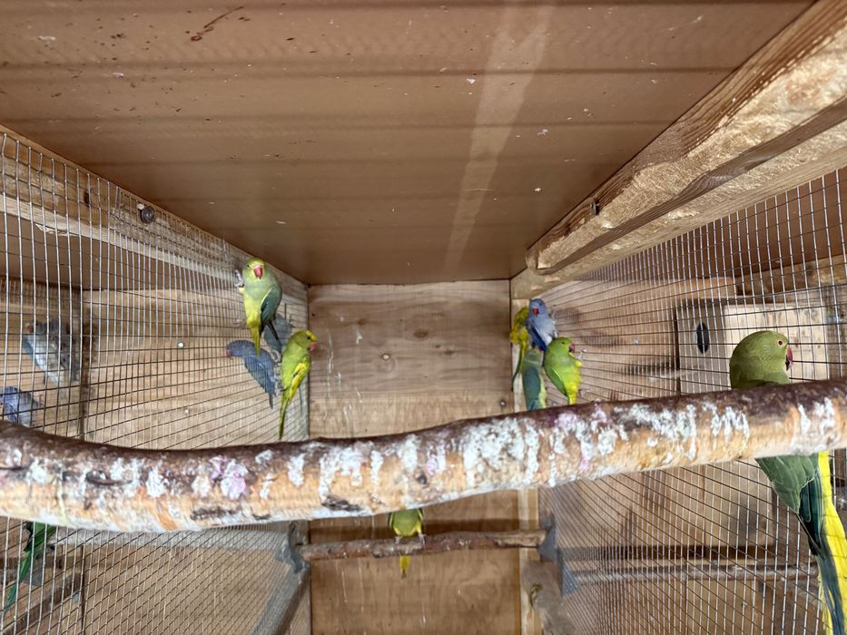 Aleksandretty obrożne