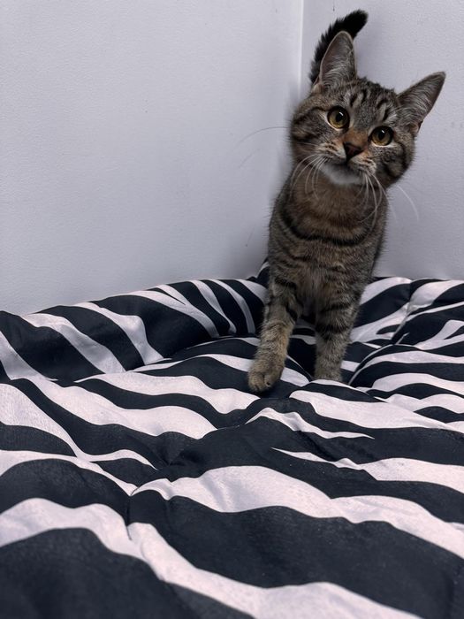 Шері мила дівчинка у пошуках дому