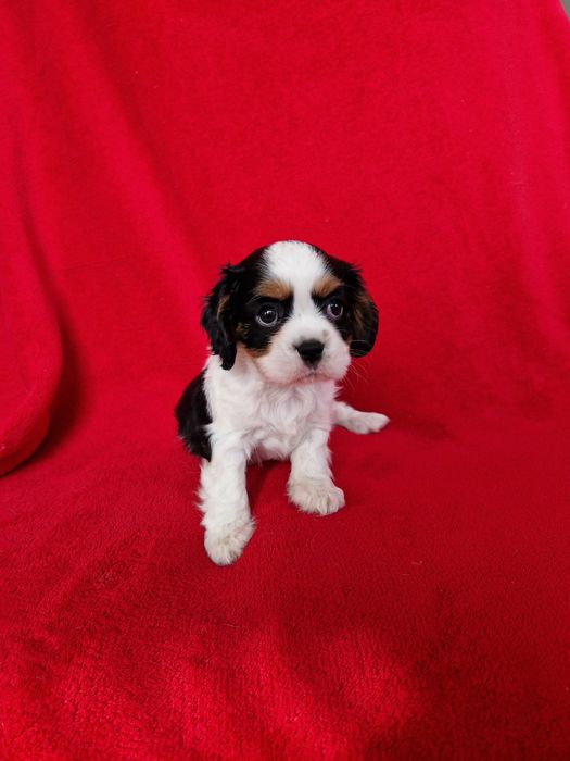 Cavalier King Charles Spaniel Piesek