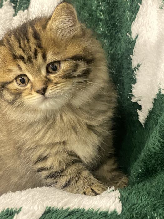 Кошенята, два хлопчика вік 1 місяць 3 тижня