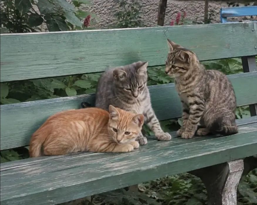 Отдам даром в добрые руки котят
