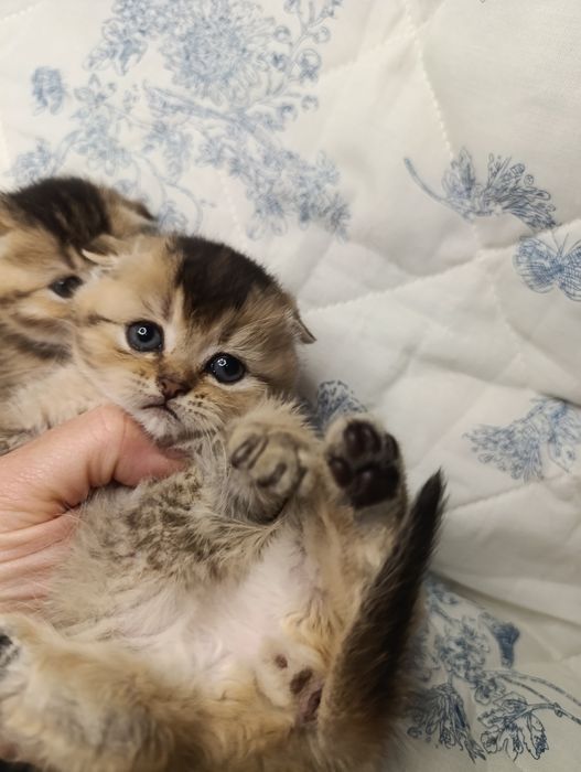 Шотландські кошенята Скоттіш фолд , скоттиш страйт