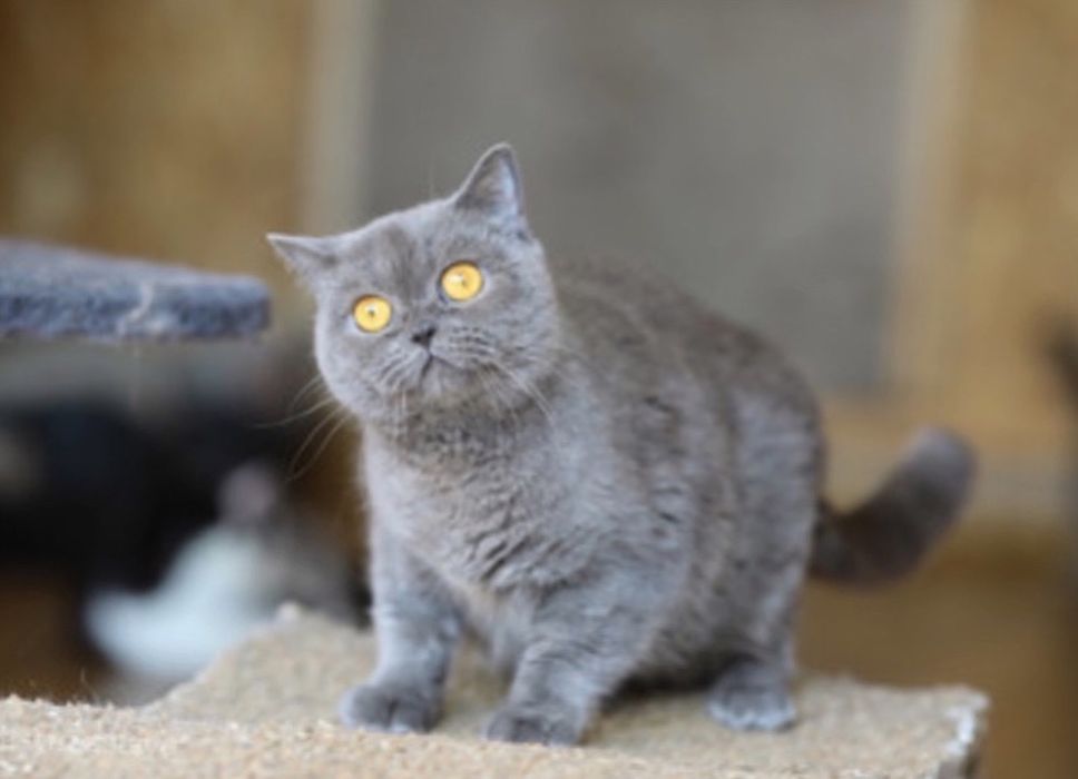 Кошка Мандрагора 1,5 года, милашка