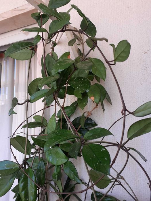 Trepadeira flor-de-cera com 2 pés e vários metros