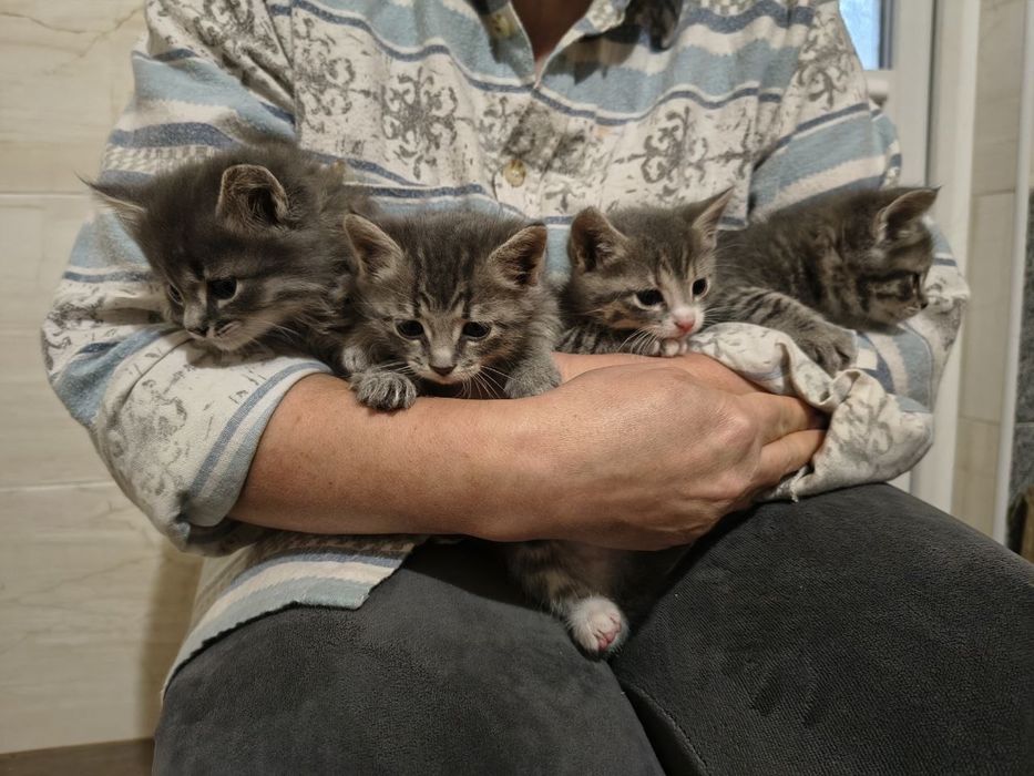 Кошенята шукають дім