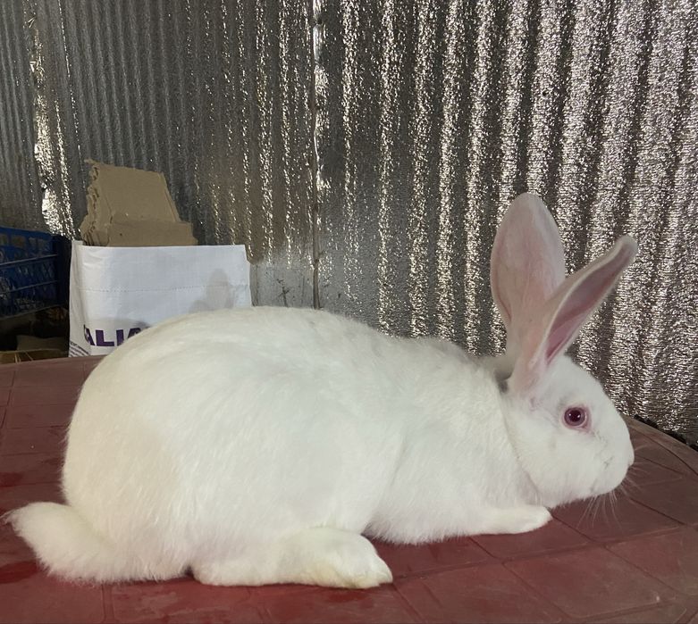 Термонська біла