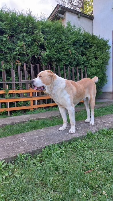 Кобель на в'язку