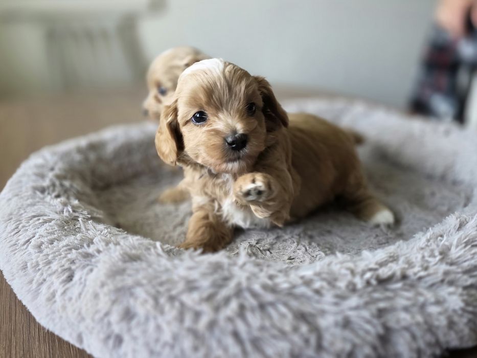 Maltipoo piesek hybryda pudel toy maltańczyk