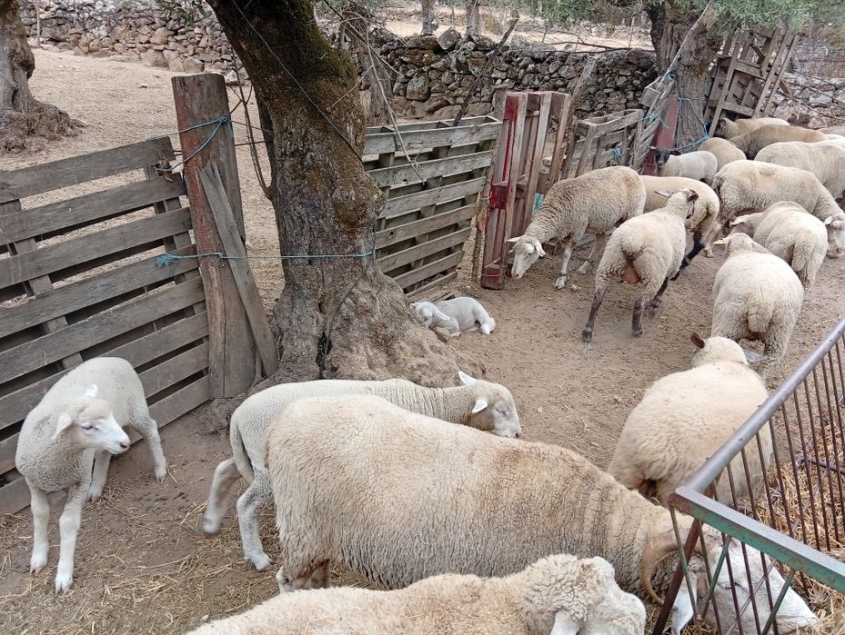 Vendo Borregos caia