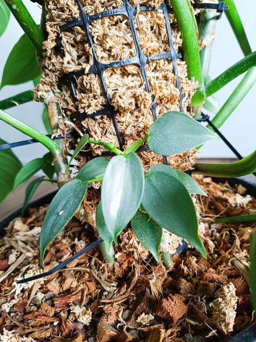 Filodendron hastatum silver Queen, kilka sadzonek