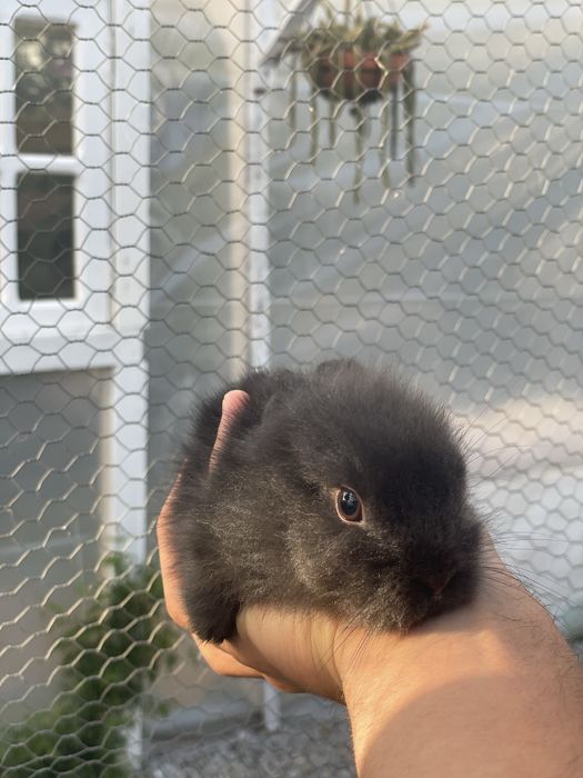 Coelhinhos anoes bebes