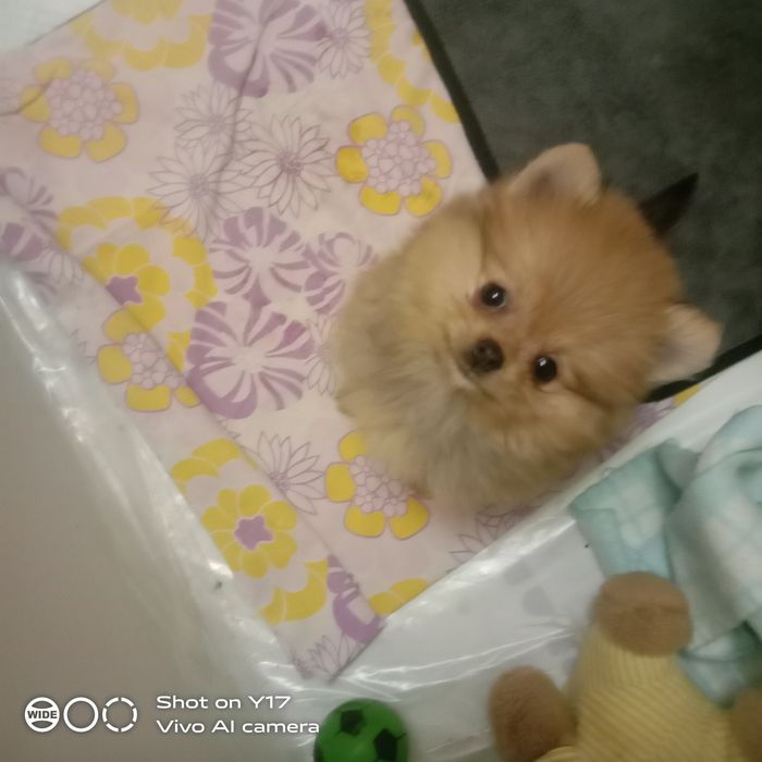 Чистокровний Померанський шпіц.