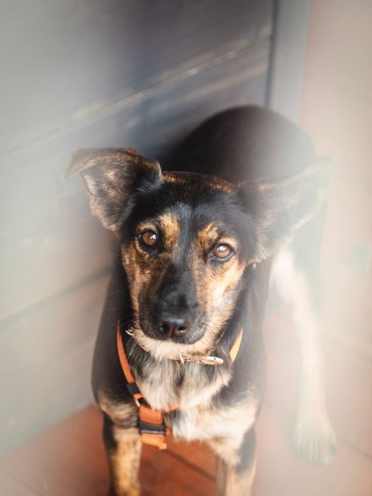 Mała Myszka do adopcji