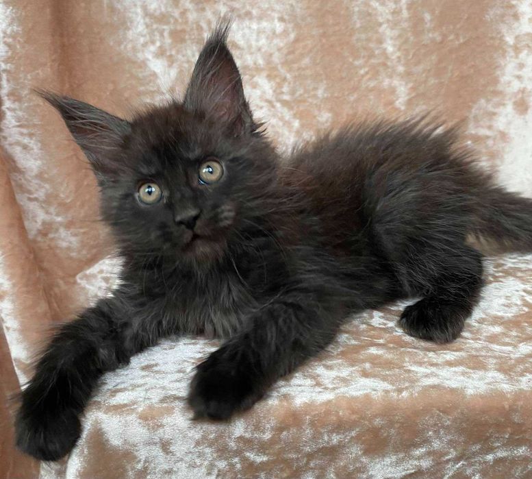 Черные Мейн куны мальчики Бартур и Бартез