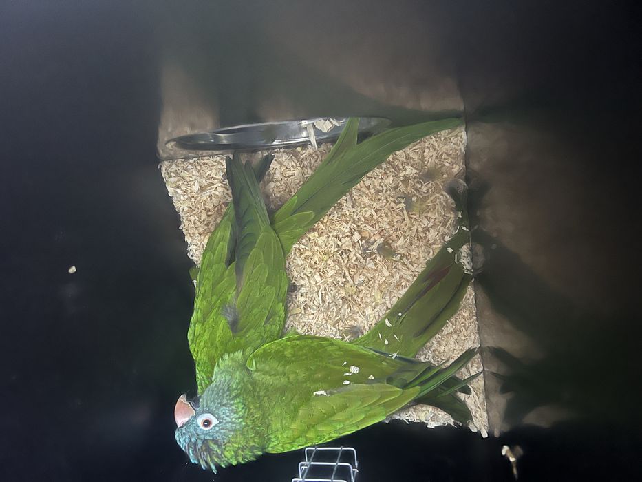 Conuro de cabeça azul