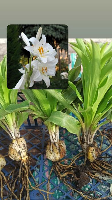 Продам цибулини білої лілії