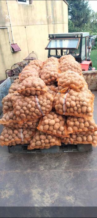 Ziemniaki  Tajfun na frytki i kluski