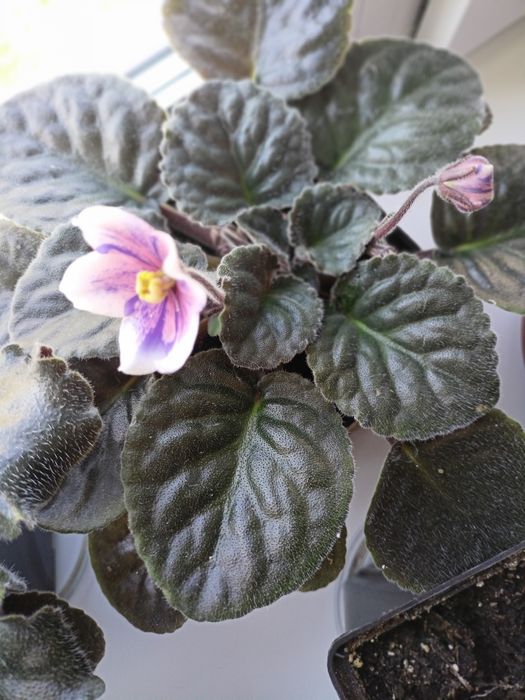 сортові сенполії  фиалки