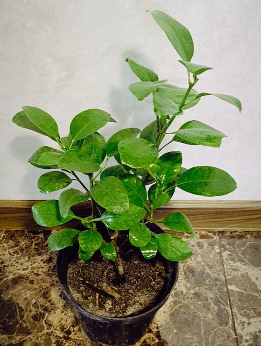 Грейпфрут саженцы