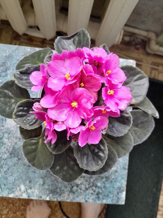 Красиві фіалки кімнатні