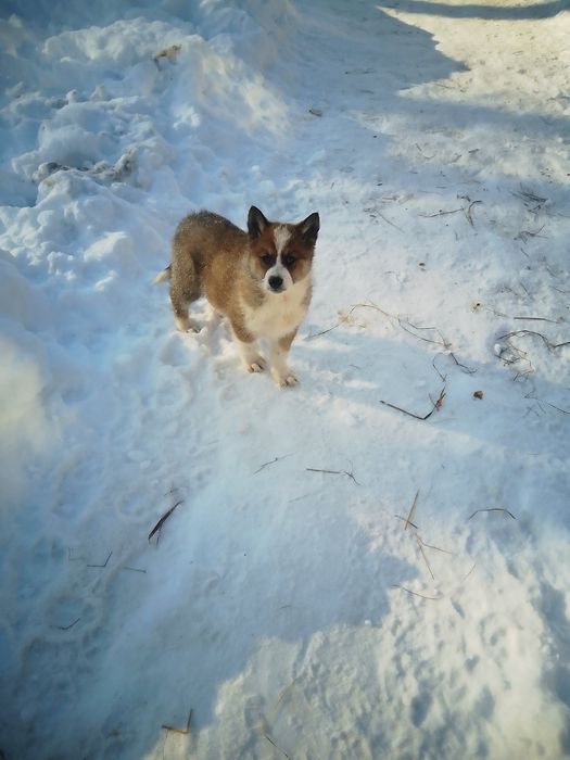 Продам щенят лайка