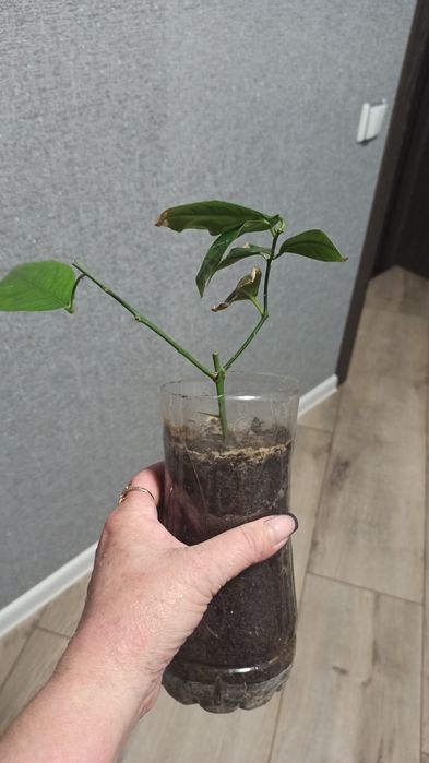 Домашняя колекция сокращаю . Лавр, лимон, банан