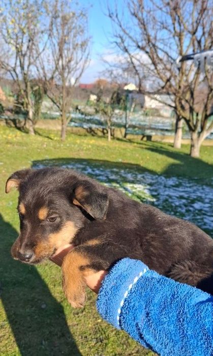 Цуценята шукають свій дім