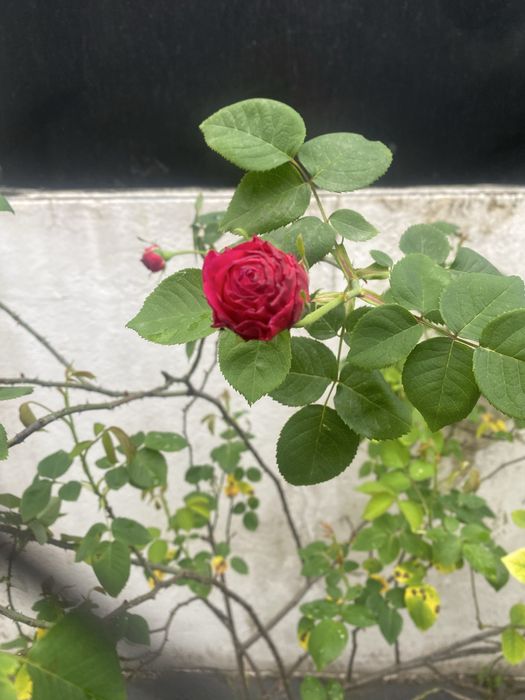 Planta Roseira de alexandria perfumadas