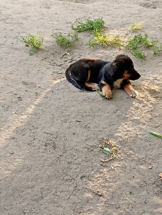 Oddam pieski w dobre ręce
