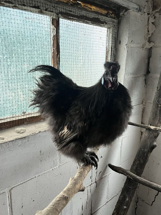 Продам шовкових курей