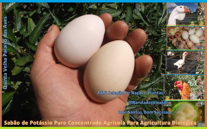 Ovos Índio Gigante JS (de fêmeas com 5kg, +90cm, machos +1,05m..)