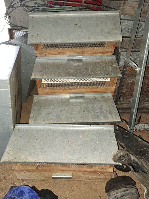 Capta polen apicultura