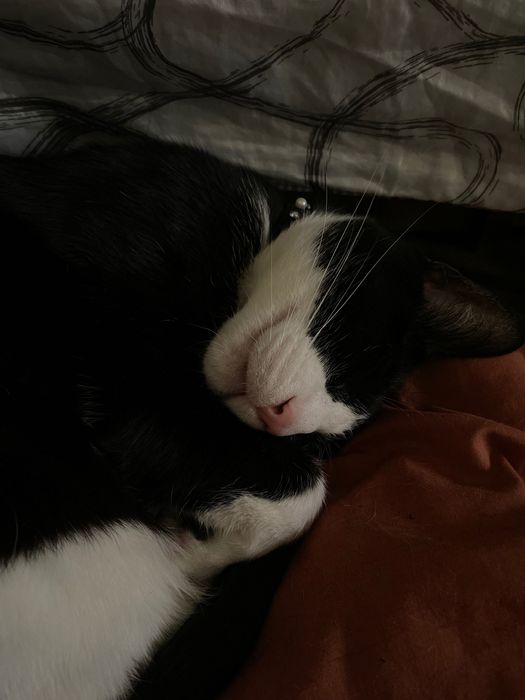 Gato adulto companheiro